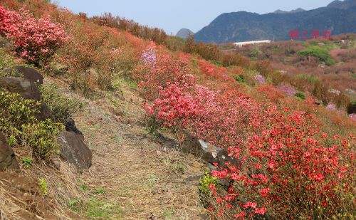 国家级赏樱胜地，赏樱何必去日本，来四明山就行