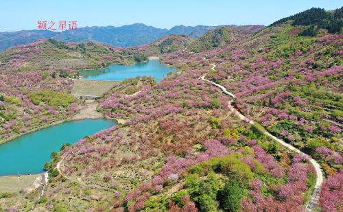 天池樱花谷，一心倾心，再次来相见