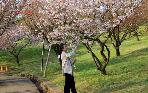 夜宿石浪人家，繁樱如梦，人少而景美