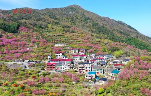 夜宿石浪人家，繁樱如梦，人少而景美