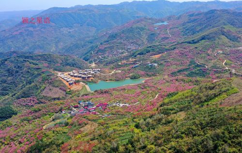 夜宿石浪人家，繁樱如梦，人少而景美