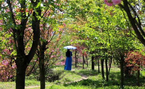 夜宿石浪人家，繁樱如梦，人少而景美