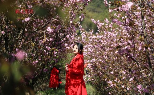 夜宿石浪人家，繁樱如梦，人少而景美