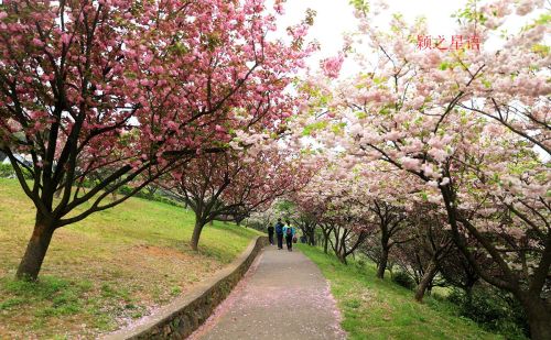 宁绍地区最美赏樱路，美得可以封神，赏樱足够