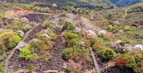 冰川石浪，中国野樱花，国内唯一的洪荒之美