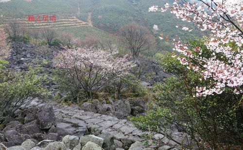 冰川石浪，中国野樱花，国内唯一的洪荒之美