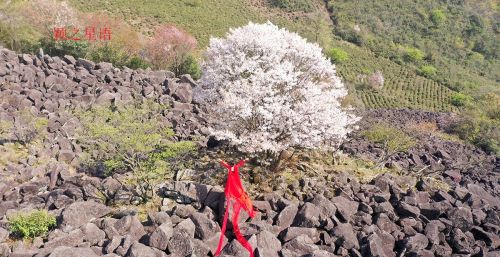 冰川石浪，中国野樱花，国内唯一的洪荒之美