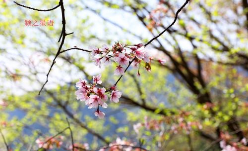 冰川石浪，中国野樱花，国内唯一的洪荒之美