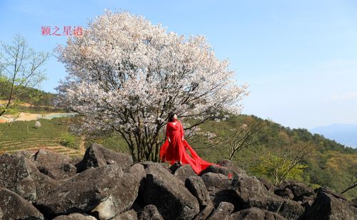 冰川石浪，中国野樱花，国内唯一的洪荒之美