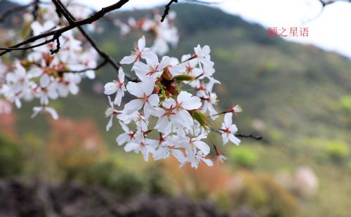 冰川石浪，中国野樱花，国内唯一的洪荒之美