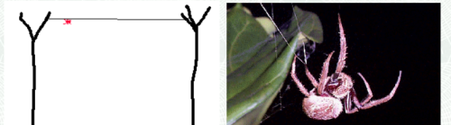 蜘蛛如何在两棵树之间完成织网？国外网友24小时记录织网全过程
