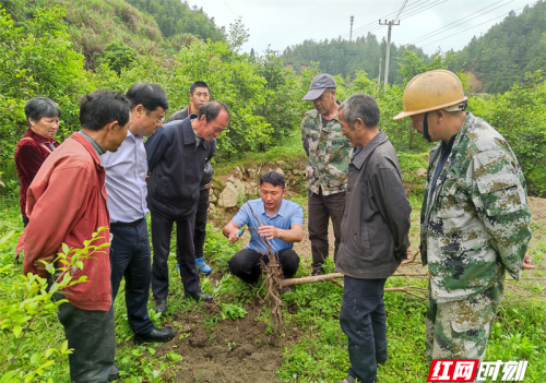 郴州市科协送科技下乡 助力盆洞村油茶高产丰产