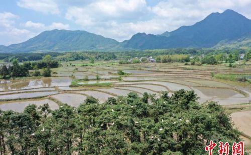 安徽旌德云上梯田开犁节：展现梯田风光 聚焦农耕文化