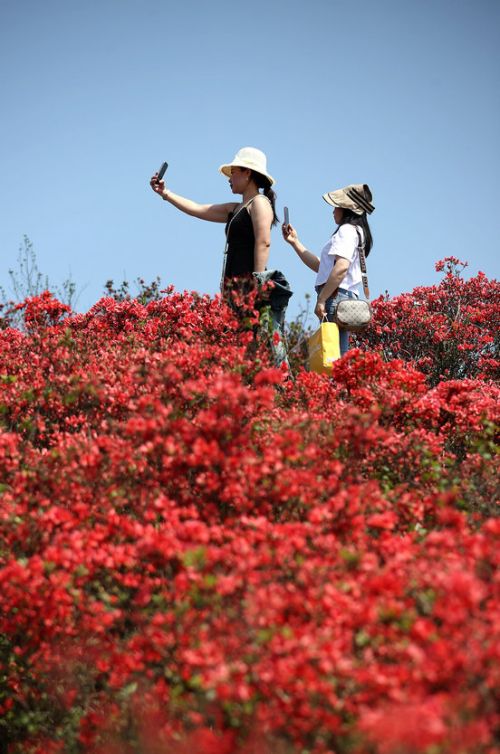 贵州：万亩杜鹃花海醉游人