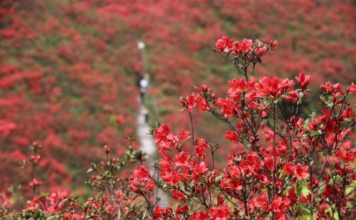 贵州：万亩杜鹃花海醉游人