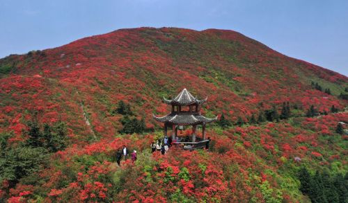 贵州：万亩杜鹃花海醉游人