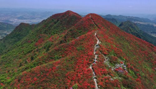 贵州：万亩杜鹃花海醉游人