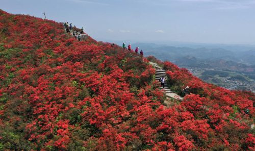 贵州：万亩杜鹃花海醉游人