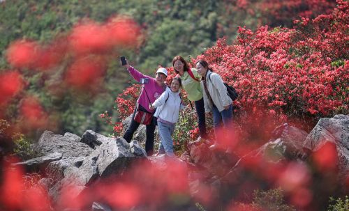 贵州：万亩杜鹃花海醉游人