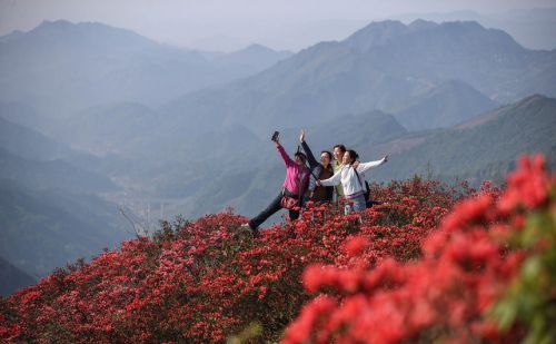 贵州：万亩杜鹃花海醉游人