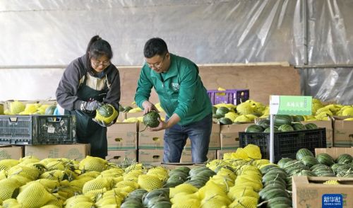 北京庞各庄头茬西瓜上市