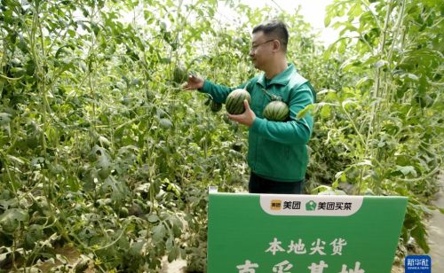 北京庞各庄头茬西瓜上市