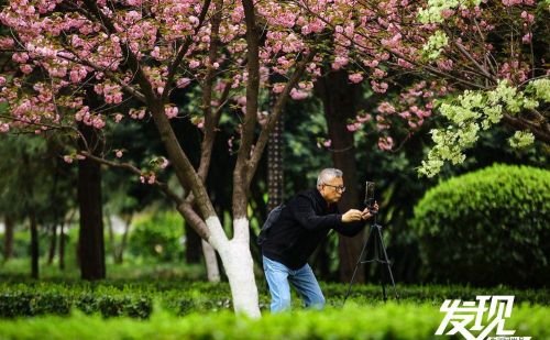 发现丨西安交大樱花绽放美不胜收