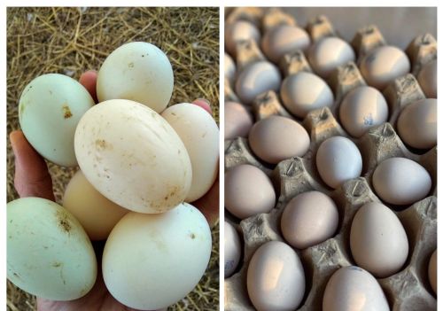 为什么鸡蛋比鸭蛋更受欢迎？