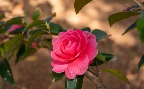 【美丽大理】听风、赏花、丛林穿越……来大理茶花谷邂逅春日风光