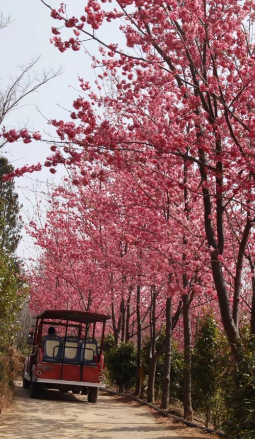 【美丽大理】听风、赏花、丛林穿越……来大理茶花谷邂逅春日风光