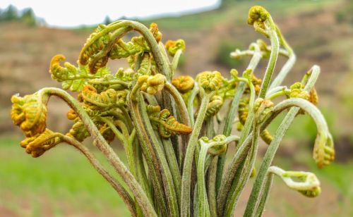 农村人春天爱吃的野菜，好吃好看又营养，你吃过吗？