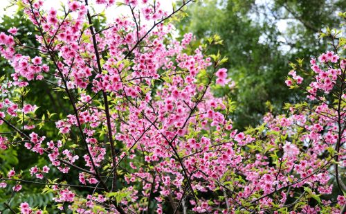 花城广州揭开“赏樱季”序幕，“高盆樱桃”打响头炮