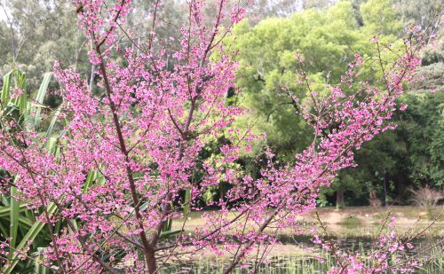 花城广州揭开“赏樱季”序幕，“高盆樱桃”打响头炮