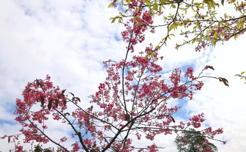 花城广州揭开“赏樱季”序幕，“高盆樱桃”打响头炮