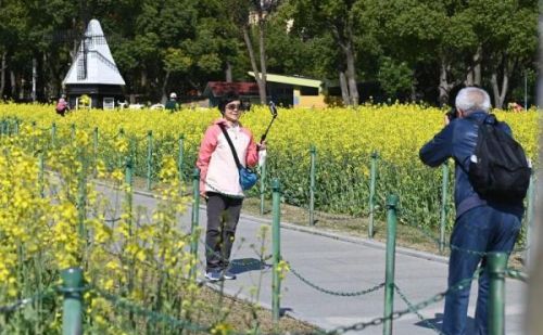 无门票！静安这里的大片油菜花海，美翻了~