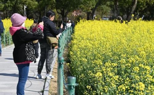 无门票！静安这里的大片油菜花海，美翻了~