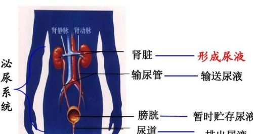 喝水后一直小便的人，和半天不去厕所的人，谁更健康？早知道早好