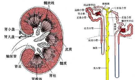 伤害肾脏的六种习惯，你有几条？