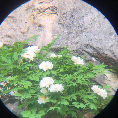 安徽有株千年牡丹，长在悬崖上，号称：天下第一奇花