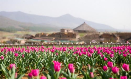 巢湖半汤：郁金香花开正当时