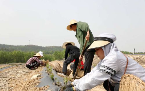 湖北广水：小蓝莓种植也有“大科技”