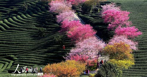 福建漳平：樱花绽放美不胜收