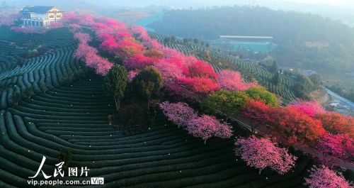 福建漳平：樱花绽放美不胜收