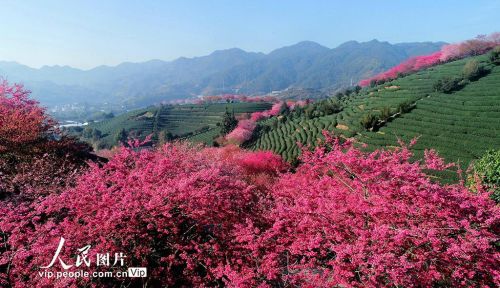 福建漳平：樱花绽放美不胜收