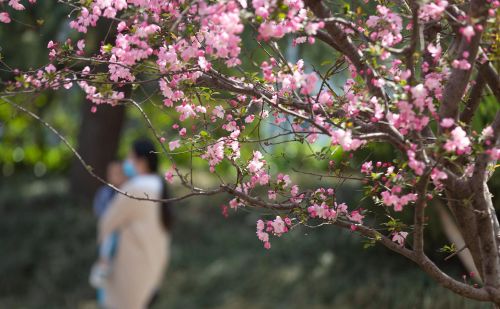 山东好景｜唐冶公园：美轮美奂的花世界