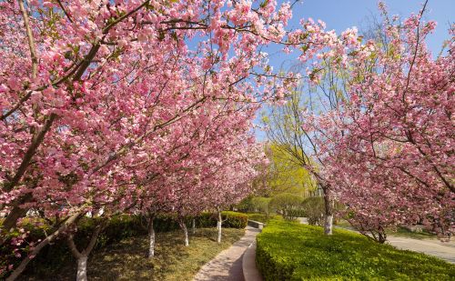 山东好景｜唐冶公园：美轮美奂的花世界
