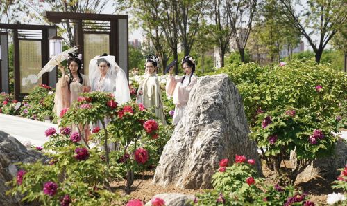 “陪嫁牡丹”返京首度亮相，丰台花乡公园10万株牡丹花盛放
