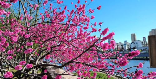 初春四月桃花堤