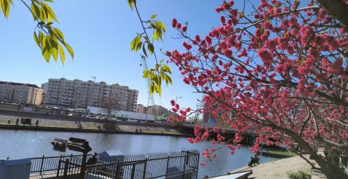 初春四月桃花堤