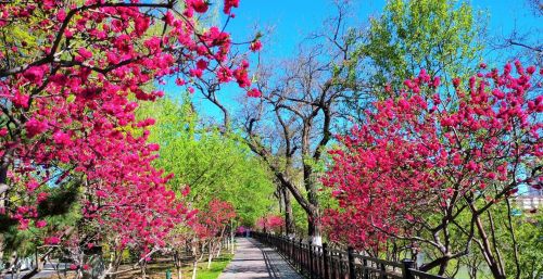 初春四月桃花堤